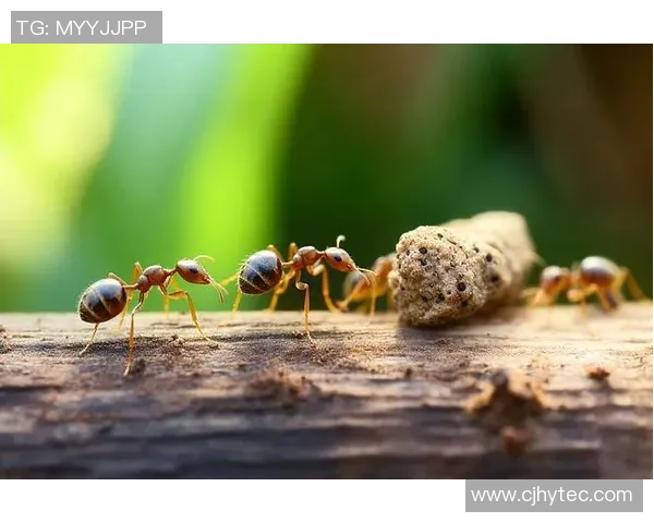 蚂蚁森林助力绿色足球明星名单揭晓环保与运动的完美结合 蚂蚁森林助力绿色足球明星名单揭晓环保与运动的完美结合